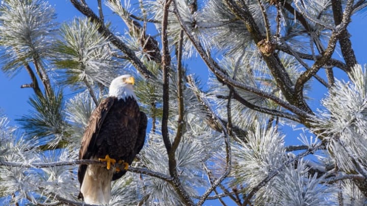 A bald eagle sits in a snowy tree.