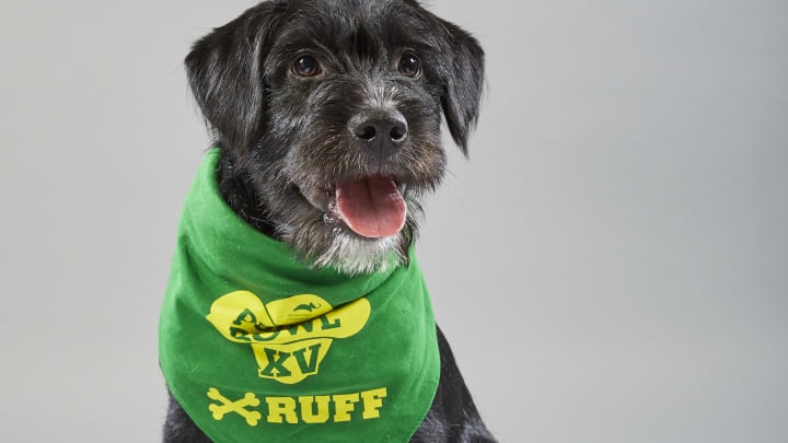 Puppy portrait for Puppy Bowl XV – Team Ruff’s Pirate from the Animal Welfare League of Alexandria. Photo by Nicole VanderPloeg