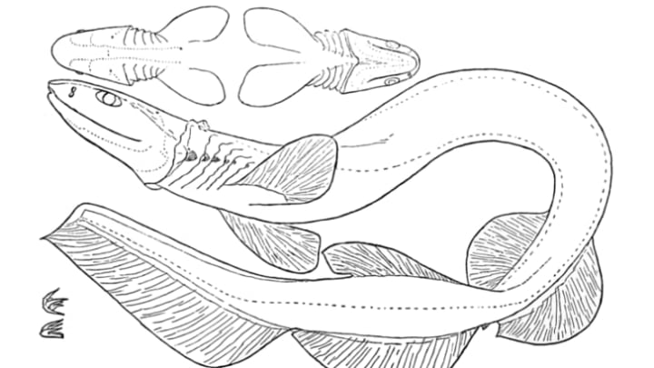 Illustration of a frilled shark.