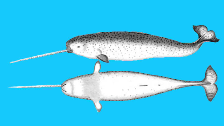 Unicorn of the Sea: Narwhal Facts, Stories