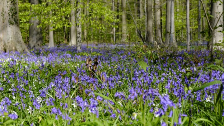 HALLERBOS, FLEMISH BRABANT, BELGIUM - APRIL 24: The Hallerbos (Bois de Hal) particularly known for its flowers bed of wild hyacinths which usually bloom in late April or early May. Common bluebell (Hyacinthoides non-scripta) are 20 to 40 Cm high bulbous perennial plant. (Photo by Thierry Monasse/Getty Images)