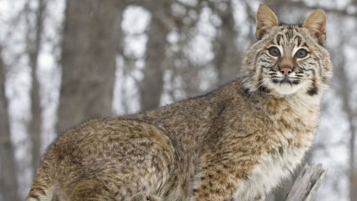 A fierce, elusive bobcat.