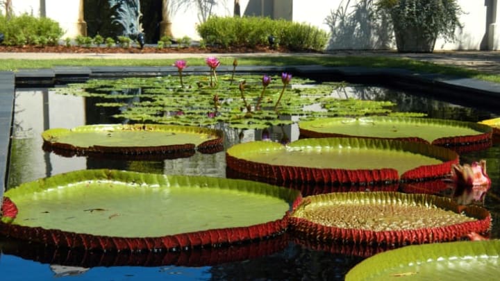 The Gardens boast impressively huge lily pads.