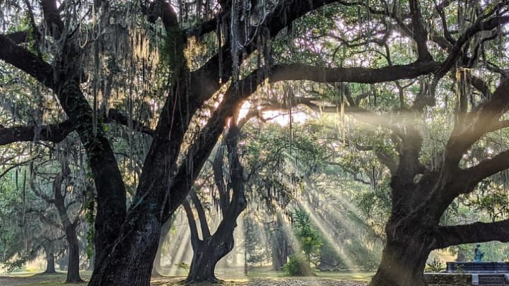 Sunny rays filter through the trees in City Park.