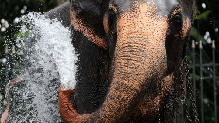 Elephant with water spewing out of its trunk.