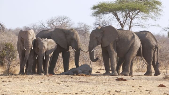 Elephants mourning the death of a baby elephant.