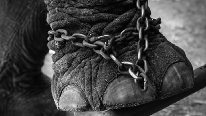 Elephant foot in chains.
