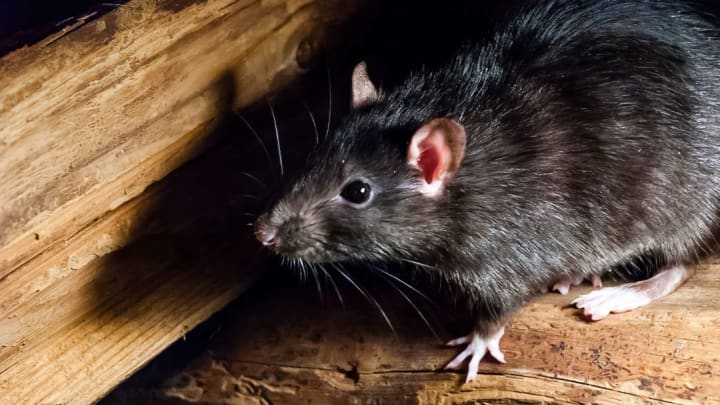 The Extremely Disturbing History Of 'Rat Kings