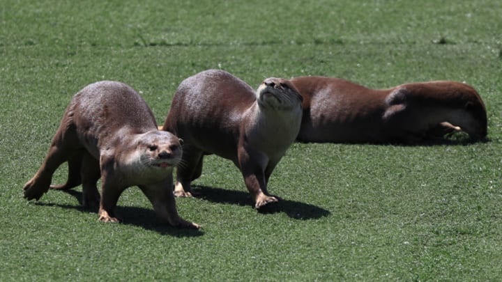 SINGAPORE - NOVEMBER 5: Otters bask in the sun at Marina Bay on November 5, 2020 in Singapore. (Photo by Suhaimi Abdullah/Getty Images)