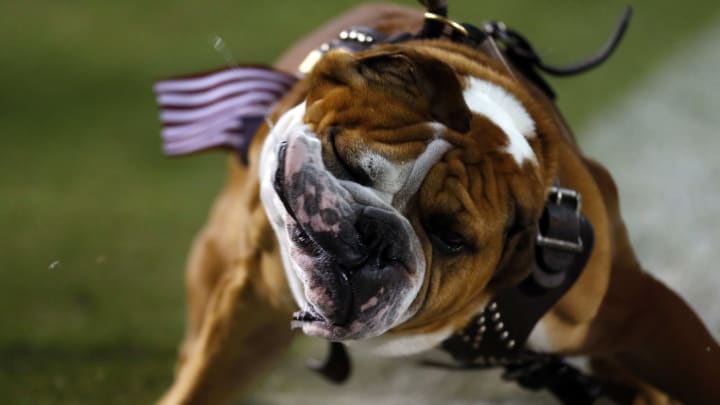 STARKVILLE, MS – NOVEMBER 11: Mississippi State Bulldogs mascot Bully shakes his head during the second half of an NCAA football game at Davis Wade Stadium on November 11, 2017 in Starkville, Mississippi. (Photo by Butch Dill/Getty Images)