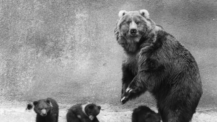 10th May 1979: Wilma, a female Kodiak bear with her three four-month-old cubs, Barnaby, Betsy and Babs, at Whipsnade Zoo. (Photo by Evening Standard/Getty Images)