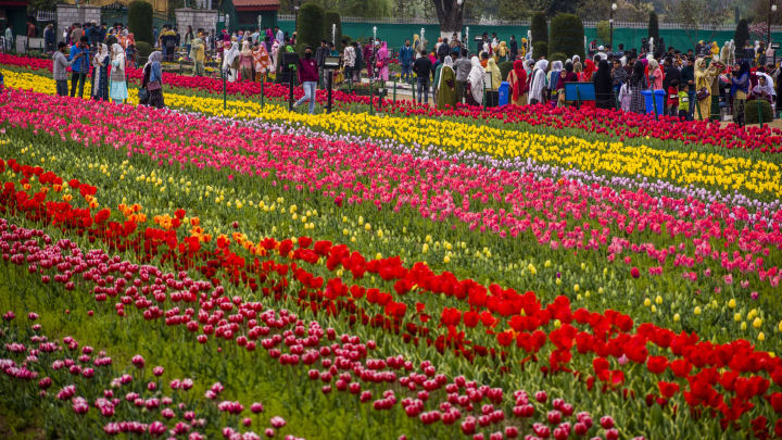 SRINAGAR, KASHMIR, INDIA – APRIL 11: Amid the pandemic tourists and locals walk in the Siraj Bagh tulip garden where more than 1.5 Million tulips are expected to bloom during spring season on April 11, 2021 in Srinagar, the summer capital of Indian administered Kashmir, India. Asia’s largest Tulip garden, located at the foothills of the Zabarwan range in Srinagar, is attracting thousands of tourists these days. The garden, which has many varieties of tulips, will remain in bloom for some more days. The administration in the Kashmir region has shut schools due to the sudden spike in the number of Covid-19 cases, but tourists from India continue to flock to the valley. As per government data, Srinagar is the worst-hit district and has seen a sharp rise in coronavirus cases in the past few days. (Photo by Yawar Nazir/Getty Images)