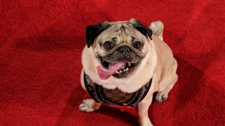 Doug the Pug, most popular dog breeds of 2019