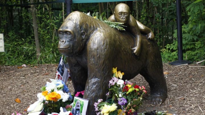 CINCINNATI, OH - JUNE 2: Flowers lay around a bronze statue of a gorilla and her baby outside the Cincinnati Zoo's Gorilla World exhibit days after a 3-year-old boy fell into the moat and officials were forced to kill Harambe, a 17-year-old Western lowland silverback gorilla June 2, 2016 in Cincinnati, Ohio. The exhibit is still closed as Zoo official work to up grade safety features of the exhibit. (Photo by John Sommers II/Getty Images)