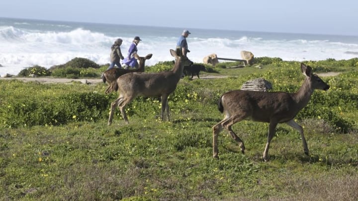 Feb 13, 2016; Pebble Beach, CA, USA; Deer gather along the 12th hole during the third round of the AT&T Pebble Beach National Pro-Am at Monterey Peninsula Country Club. Mandatory Credit: Brian Spurlock-USA TODAY Sports