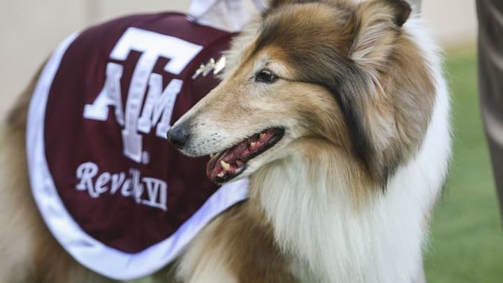 Sep 6, 2014; College Station, TX, USA; Texas A&M Aggies mascot Reveille VIII on the field before a game against the Lamar Cardinals at Kyle Field. Mandatory Credit: Troy Taormina-USA TODAY Sports