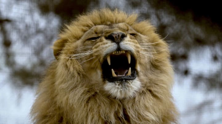 ANTALYA, TURKEY - FEBRUARY 03 : A lion roars during feeding time at a zoo in Antalya, Turkey on February 03, 2020. The reactions of predators such as lions, puma, lynx, tigers, wolves and jackals in the zoo, established in Antalya on an area of 569 thousand square meters, attract attention. While the roaring sounds of the lions and howling of the wolves increase during the feeding hours, the cougar, lynx, tiger, wolf and weasel sticking their tongues before feeding. (Photo by Mustafa Ciftci/Anadolu Agency via Getty Images)