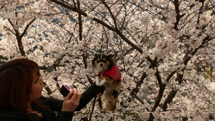 OSAKA, JAPAN - APRIL 09: A woman takes a photograph of her pet dog beside the blooming cherry blossoms, at Sakuranomiya Park on April 9, 2012 in Osaka, Japan. (Photo by Buddhika Weerasinghe/Getty Images)