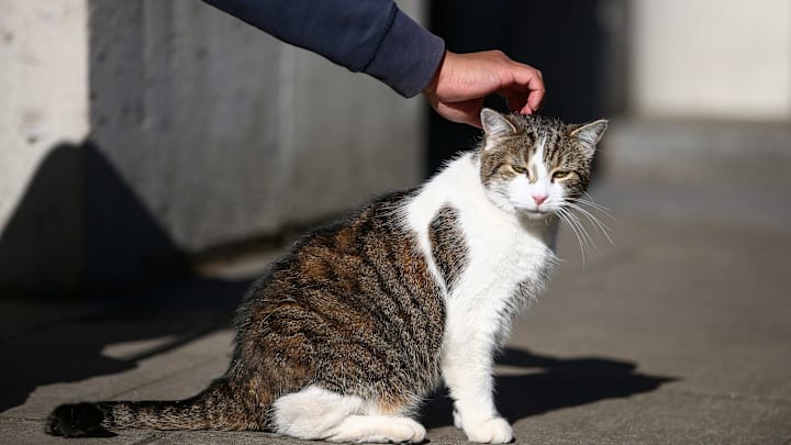 Un gato fue salvado de morir en Tailandia por el ataque de una serpiente