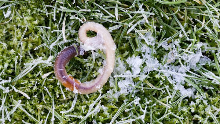 Hay muchos tipos de gusano en distintas partes del mundo