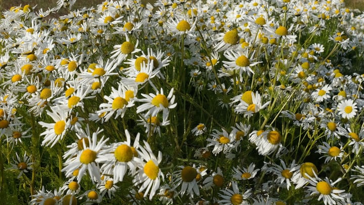 Las flores de manzanilla son un remedio útil para tratar las alergias cutáneas