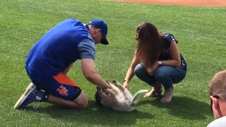 New York Mets - Jeff McNeil has adopted an adorable puppy