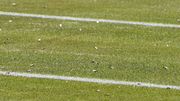 Flying ants could be an issue at Wembley on Sunday night Flying ants could be an issue at Wembley on Sunday night