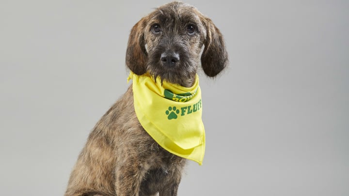 Puppy portrait for Puppy Bowl XV – Team Fluff’s Marisol from Territorio De Zaguates. Photo by Nicole VanderPloeg