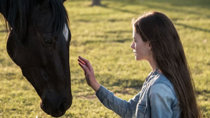 Black Beauty. Image courtesy Disney Plus, Graham Bartholomew