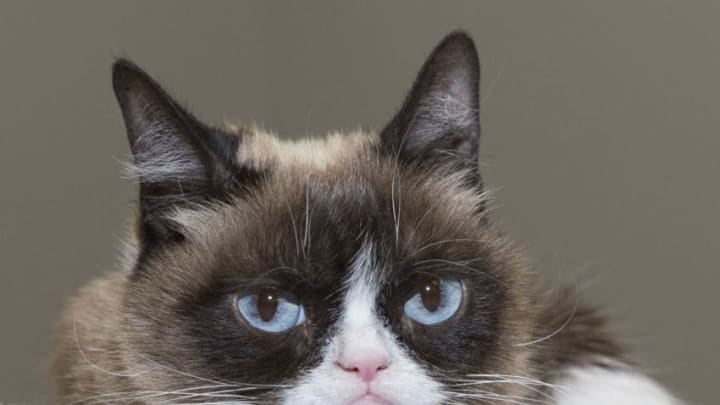 Grumpy Cat Face Shape