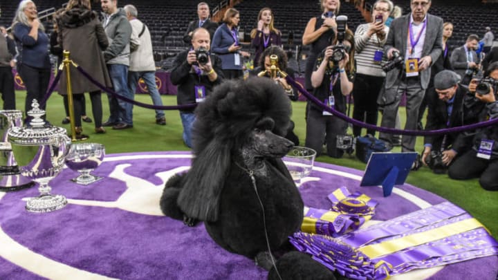 WNEW YORK, NY - FEBRUARY 11: Standard Poodle named Siba sits in the winners circle after winning Best in Show during the annual Westminster Kennel Club dog show on February 11, 2020 in New York City. The 144th annual Westminster Kennel Club Dog Show brings more than 200 breeds and varieties of dog into New York City for the the competition which began Saturday and ends Tuesday night in Madison Square Garden with the naming of this year's Best in Show.(Photo by Stephanie Keith/Getty Images)