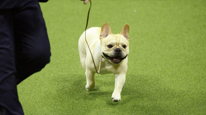 NEW YORK, NEW YORK – MAY 08: Winston, the French Bulldog, winner of the Non-Sporting Group, competes in the 147th Annual Westminster Kennel Club Dog Show Presented by Purina Pro Plan at Arthur Ashe Stadium on May 08, 2023 in New York City. (Photo by Sarah Stier/Getty Images for Westminster Kennel Club)