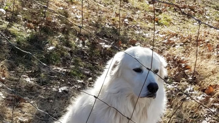 Buddy the Great Pyrenees. Photo by Wesley Coburn