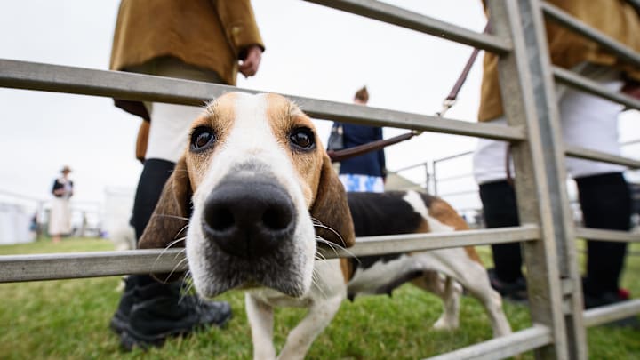 PETERBOROUGH, ENGLAND – JULY 19: A Bassett hound looks towards the camera, at the Festival of Hunting on July 19, 2017 in Peterborough, England. Now in it’s 129th year, the show features the Peterborough Royal Foxhound Show, inter-hunt relays and a variety of stalls and merchandise for all things relating to hunting and country sports. (Photo by Leon Neal/Getty Images)