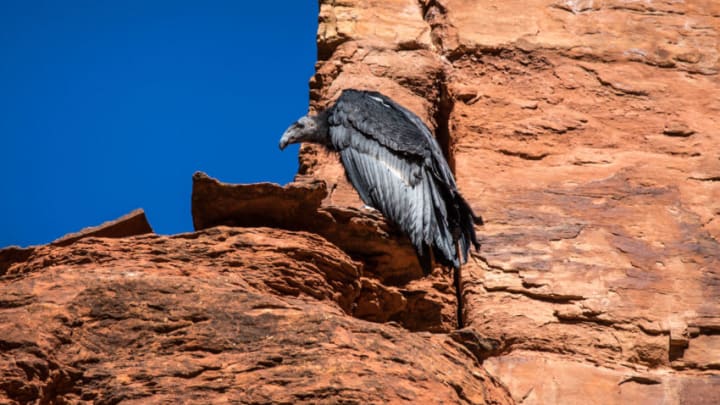 ZION NATIONAL PARK, UT - NOVEMBER 4: A "baby" condor, the first condor born in the wild within the park in over 100 years, is seen preening and stretching its wings as it learns to fly on November 4, 2019 in Zion National Park, Utah. Zion National Park, located 3 hours north of Las Vegas near the town of Springdale, features spectacular geologic formations including mountains, canyons, buttes, mesas, monoliths, rivers, slot canyons, and natural arches. (Photo by George Rose/Getty Images)