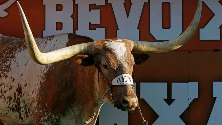 AUSTIN, TX - SEPTEMBER 10: The Texas Longhorns mascot Bevo XIV attends the NCAA game against the BYU Cougars on September 10, 2011 at Darrell K. Royal-Texas Memorial Stadium in Austin, Texas. Texas defeated BYU 17-16. (Photo by Erich Schlegel/Getty Images) AUSTIN, TX - SEPTEMBER 10: The Texas Longhorns mascot Bevo XIV attends the NCAA game against the BYU Cougars on September 10, 2011 at Darrell K. Royal-Texas Memorial Stadium in Austin, Texas. Texas defeated BYU 17-16. (Photo by Erich Schlegel/Getty Images)