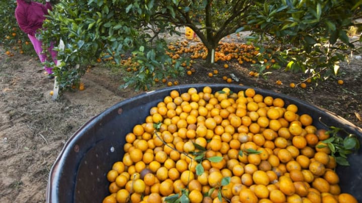 WINTER GARDEN, FL - JANUARY 11: A worker picks oranges on a tree in a commercial grove January 11, 2010 near Winter Garden, Florida. Sub-freezing temperatures were present in the region throughout the weekend, endangering the citrus crop. (Photo by Matt Stroshane/Getty Images)