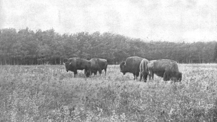 Silver Heights, Winnipeg, Canada, circa 1900. Bison on the prairie. From Scenic Marvels of the New World edited by Prof. Geo.R. Cromwell. [C.N.Greig & Co., circa 1900]. Artist Unknown. (Photo by The Print Collector/Getty Images)