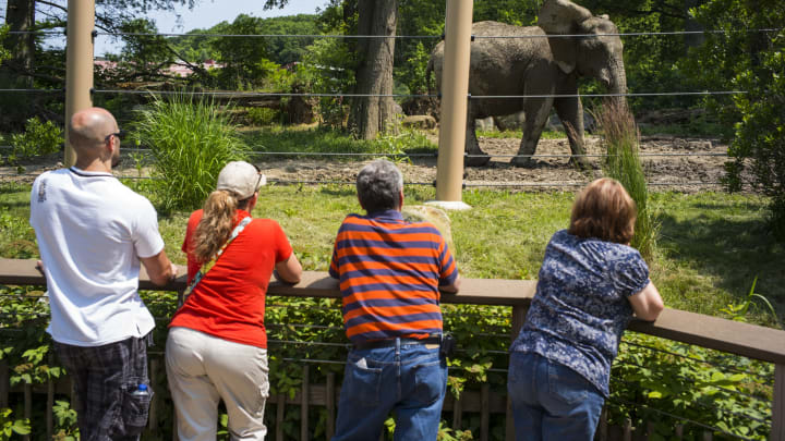 CLEVELAND, OHIO – JULY 4 : Four people observe an elephant in a fenced in area July 4, 2015 at the Cleveland Zoo in Cleveland, Ohio. (Photo by Robert Nickelsberg/Getty Images)