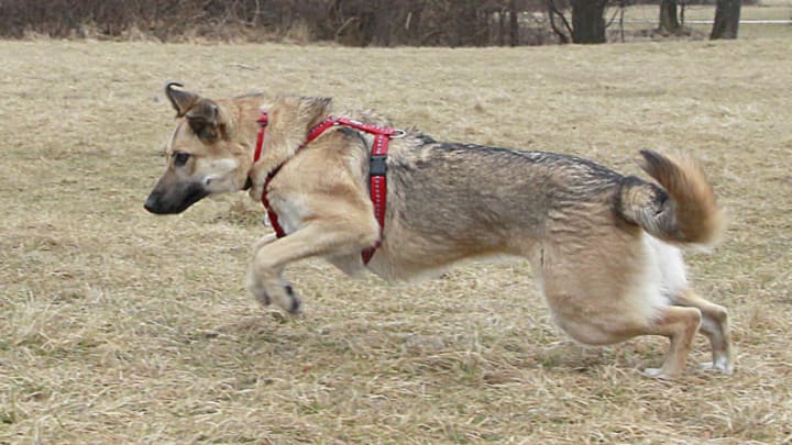 Training with a German Shepard in the English Garden on March 08, 2012 in Munich, Germany. (Photo by Agency-Animal-Picture/Getty Images)