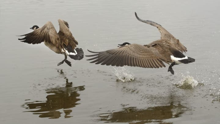 Wild Goose Chase', Meaning & Context Of Shakespeare Phrase