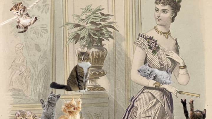 Cats - The New York Times
