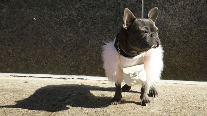 NEW YORK, NEW YORK - FEBRUARY 16: A dog wearing a pink fur coat and a white bag around its neck is seen in front of Spring Studios during New York Fashion Week on February 16, 2021 in New York City. (Photo by John Lamparski/Getty Images)