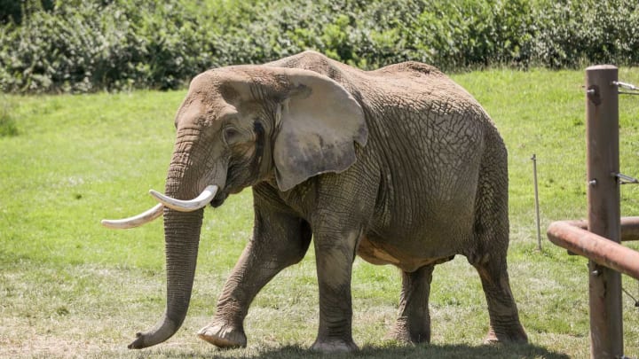 African elephant Sophi roams her portion of the Indianapolis Zoo on Wednesday, July 29, 2020.Indianapolis Zoo African Elephants On Wednesday July 29 2020