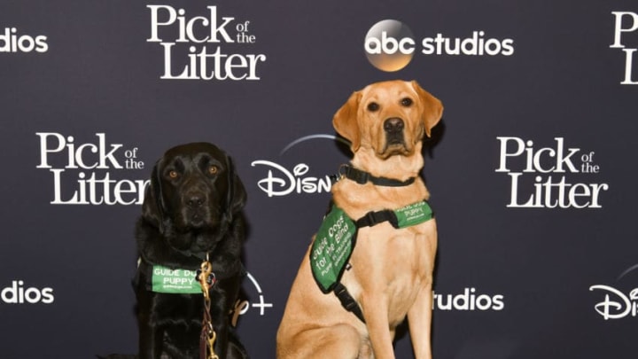GLENDALE, CALIFORNIA - DECEMBER 17: Guide dog puppies attend the Los Angeles Special Screening of Disney+ New Series "Pick of the Litter" on December 17, 2019 in Glendale, California. (Photo by Rodin Eckenroth/Getty Images)