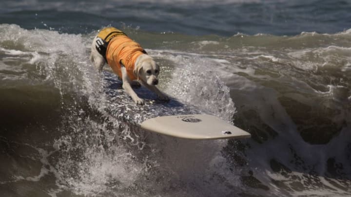 HUNTINGTON BEACH, CA - SEPTEMBER 25: A surfing dog rides a wave during the Surf Dog Competition at the 8th annual Petco Surf City Surf Dog event on September 25, 2016 in Huntington Beach, California. Dogs owners are expected to attend the dog surfing competition from as far as Florida, Australia and Brazil. (Photo by David McNew/Getty Images)
