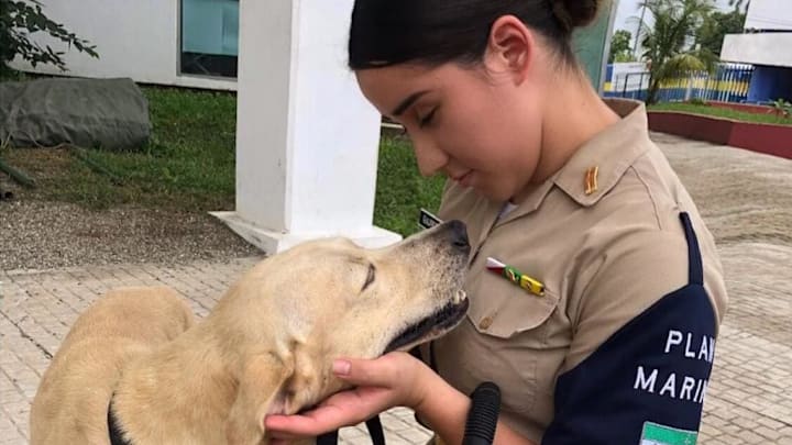 El video del perrito rescatado en Tabasco se volvió viral en días pasados El video del perrito rescatado en Tabasco se volvió viral en días pasados