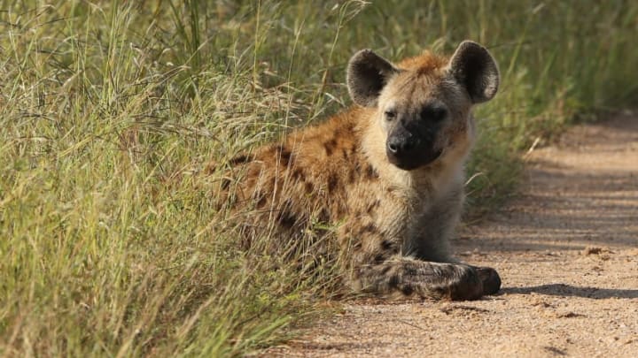 SKUKUZA, SOUTH AFRICA - FEBRUARY 06: A hyena is pictured in Kruger National Park on February 6, 2013 in Skukuza, South Africa. (Photo by Ian Walton/Getty Images)