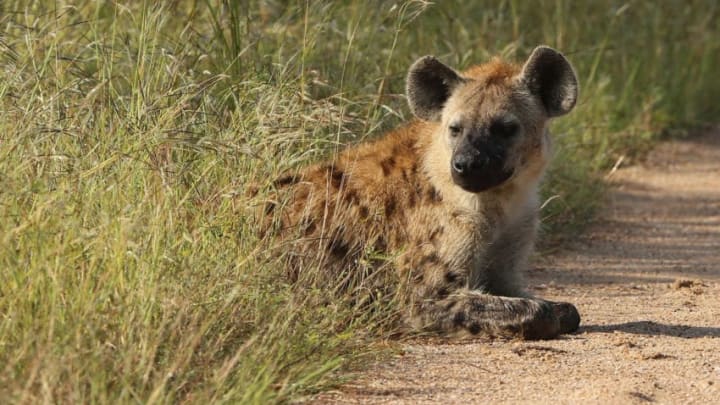 SKUKUZA, SOUTH AFRICA – FEBRUARY 06: A hyena is pictured in Kruger National Park on February 6, 2013 in Skukuza, South Africa. (Photo by Ian Walton/Getty Images)
