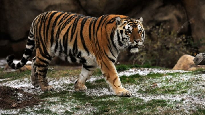 LSU, Mike The Tiger (Photo by Stacy Revere/Getty Images)